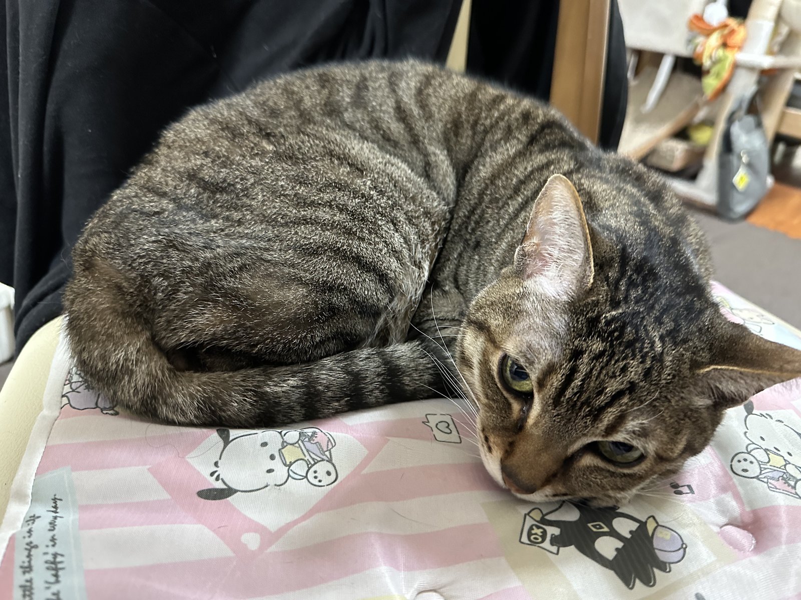 はじめまして！キジトラきょうだい、タイガーとドラちゃんです